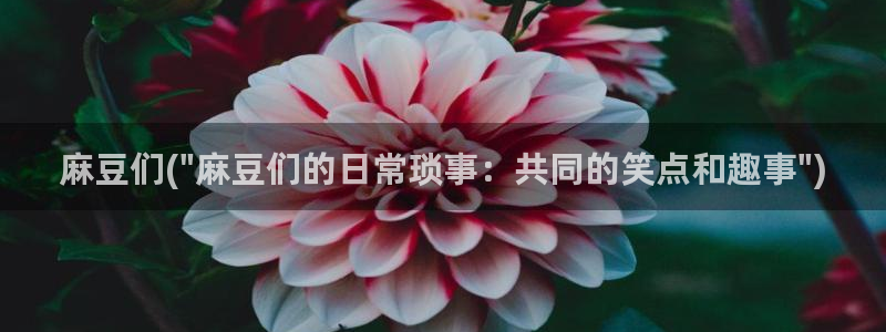 麻豆专区免费：麻豆们(\